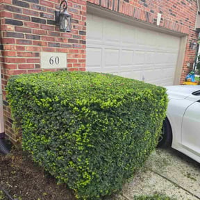 Bush Trimming by Bay Land & Trees Llc. reviewed on August 18, 2025