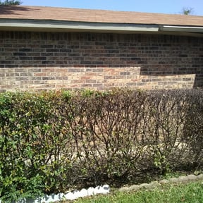 Bush Trimming by Diego's Lawn Care reviewed on August 14, 2025