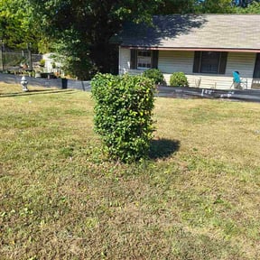 Bush Trimming by Drayton Boys Lawn Service reviewed on November 5, 2025