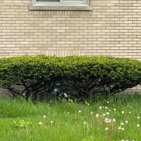 Bush Trimming by Serenity Lawn Care and Property Maintenance reviewed on August 16, 2025