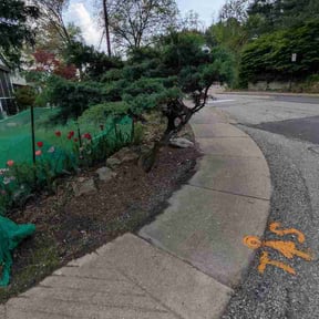 Bush Trimming by DZ Lawn Care reviewed on April 26, 2026