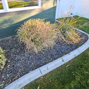 Bush Trimming by Life Source Lawn Care and Property Services reviewed on October 23, 2025