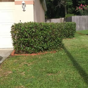Bush Trimming by Gardens Of eDen lawn service reviewed on August 14, 2025