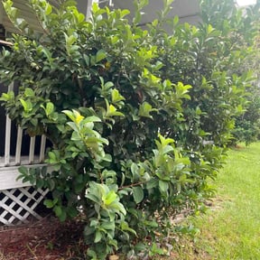 Bush Trimming by Aparicio Lawn Care reviewed on October 18, 2025