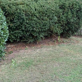 Bush Trimming by Sterling Capital LLC reviewed on December 4, 2025