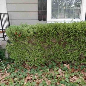 Bush Trimming by TH lawncare reviewed on August 15, 2025