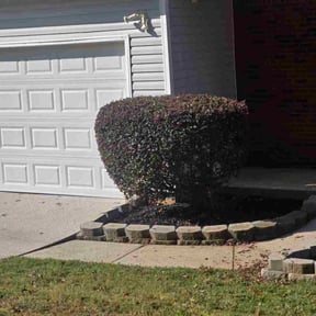 Bush Trimming by The Grounds Guys of Stone Mountain reviewed on June 30, 2020