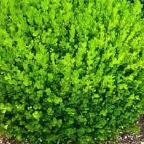 grass cutting by DDE Landscaping reviewed on October 4, 2023