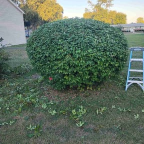 Bush Trimming by FRL Landscaping reviewed on November 23, 2025