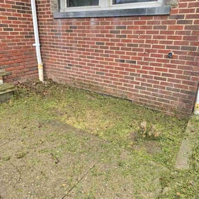 Flower Bed Weeding by Richard Enterprise reviewed on May 13, 2026