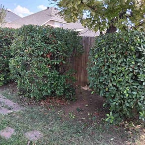 Bush Trimming by Devinelandscaping llc reviewed on August 4, 2023