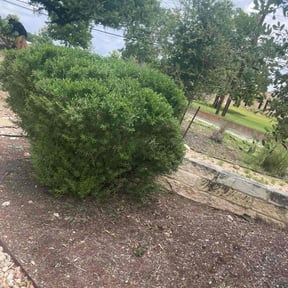 Bush Trimming by Greg's lawns reviewed on August 15, 2025
