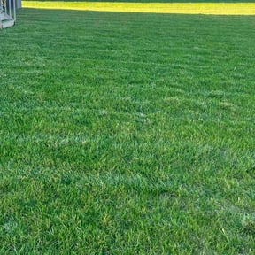 turf maintenance by K’S Up landscaping reviewed on August 14, 2025