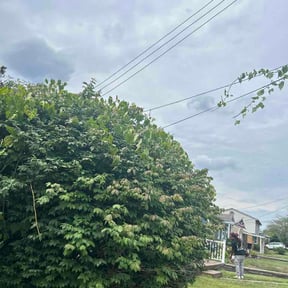 Bush Trimming by J&amp;S Outdoor Maintenance LLC reviewed on August 2, 2026