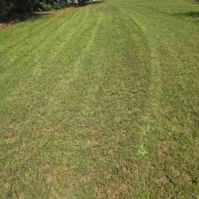 Bush Trimming by Don's Property Maintenance reviewed on June 14, 2026
