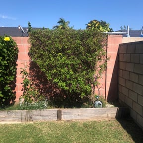 Bush Trimming by Marisol lawn care reviewed on August 20, 2025