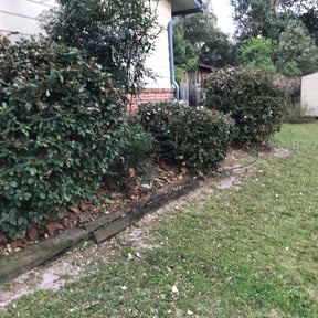 Bush Trimming by Pro Renovations reviewed on August 16, 2025