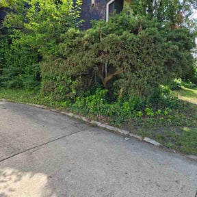 Bush Trimming by Jardinex Services reviewed on July 14, 2026