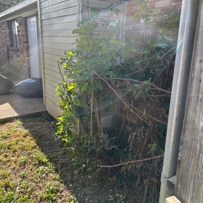 Bush Trimming by MAC'S HANDYMAN AND LAWN SERVICES reviewed on August 21, 2025