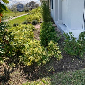 Bush Trimming by Girasoles lawn care reviewed on March 16, 2024