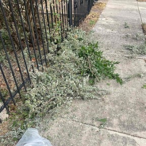 Bush Trimming by Rhoyalty Lawn Care, LLC reviewed on November 10, 2025