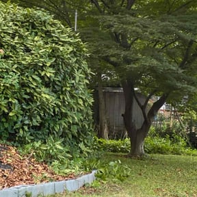 Bush Trimming by Tragic Repairs LLC reviewed on November 21, 2025