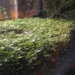 Bush Trimming by Mj.s Handyman services reviewed on November 1, 2023