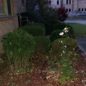 Bush Trimming by Lawn Busters LLC reviewed on August 17, 2025