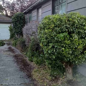 Bush Trimming by Fresh Cutz lawn/ tree service reviewed on June 16, 2026