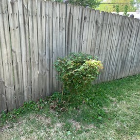 Bush Trimming by JR Lawn Maintenance reviewed on August 16, 2025