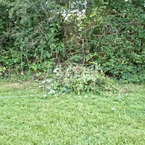 Bush Trimming by Fowler landscaping reviewed on May 29, 2026
