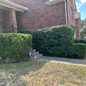 Bush Trimming by Native LandCare LLC reviewed on December 10, 2025