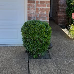 Bush Trimming by DDIY Landscaping and handyman services reviewed on August 18, 2025