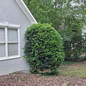 Bush Trimming by Hillbillielawncarellc reviewed on April 27, 2026