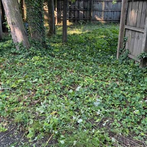 Flower Bed Weeding by Lawn and Labor Services reviewed on July 14, 2026