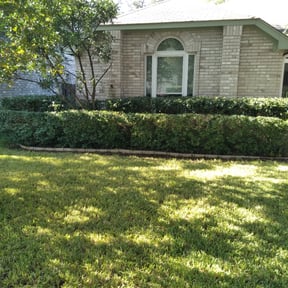 Bush Trimming by Milos lawncare and landscaping reviewed on August 16, 2025