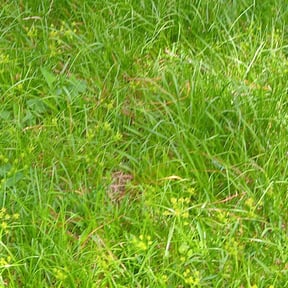Flower Bed Weeding by The Grass Guy reviewed on August 21, 2025