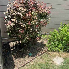 Flower Bed Weeding by Nature's Daughter reviewed on July 25, 2026