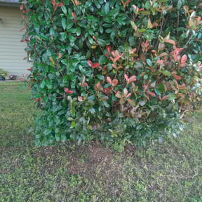 Bush Trimming by C Dirt Free Cleaning Services reviewed on August 15, 2025