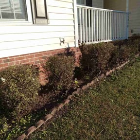 Bush Trimming by Just Right Home Repair &amp; Landscaping reviewed on November 28, 2025