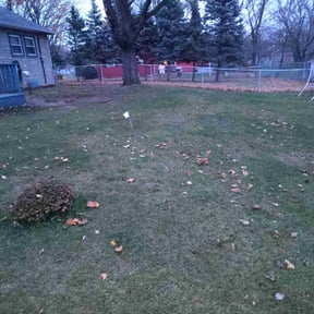 Leaf Removal by Jasun Creations reviewed on November 23, 2025