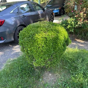 Bush Trimming by Top Dog Lawn Care reviewed on June 11, 2026