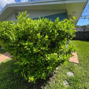 Bush Trimming by Brooks Blade Service reviewed on November 8, 2025