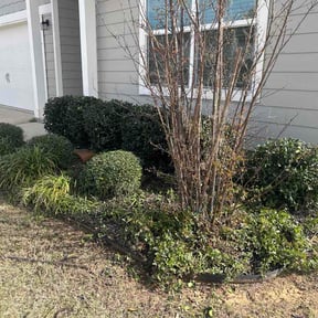 Bush Trimming by Dutch Fork Lawn Care reviewed on March 15, 2026
