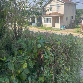 Bush Trimming by Scott Lawncare reviewed on November 21, 2025