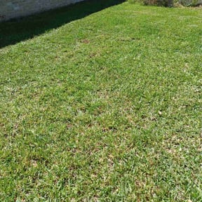 yard maintenance by Green World reviewed on November 24, 2025