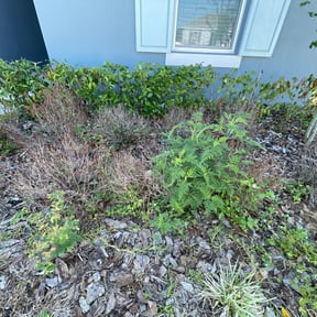 Bush Trimming by Murphy's Lawn Service reviewed on August 19, 2025