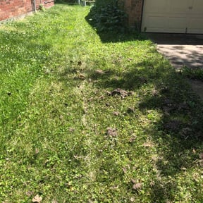 Leaf Removal by GreenCarpet reviewed on October 3, 2025