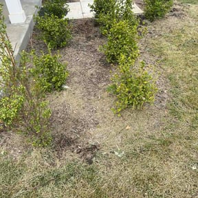 Flower Bed Weeding by Lawnbeez llc reviewed on May 29, 2026