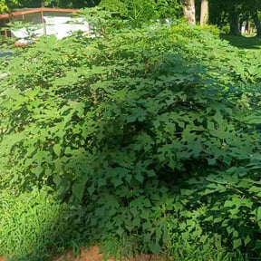 Bush Trimming by Asong lawn care reviewed on July 31, 2026